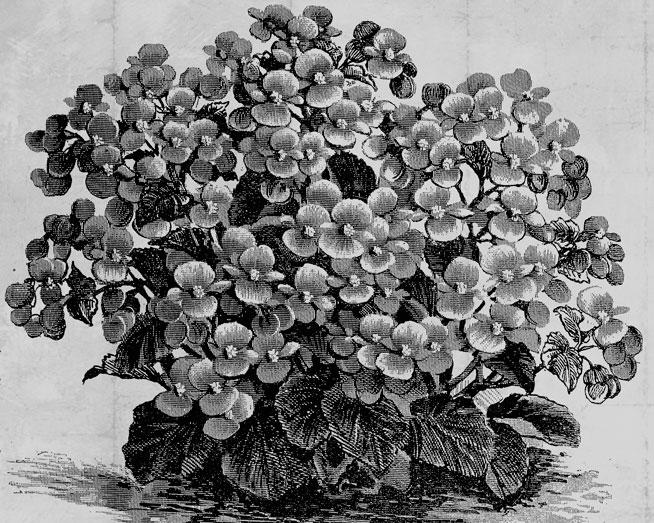 B. ‘Primadonna’